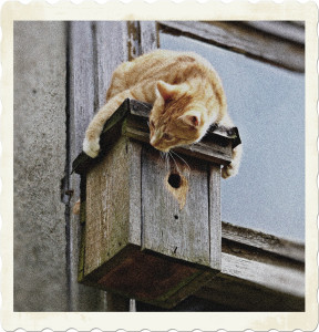 Picture of an orange tabby perched on top of a birdhouse. Image by Rihaij from Pixabay