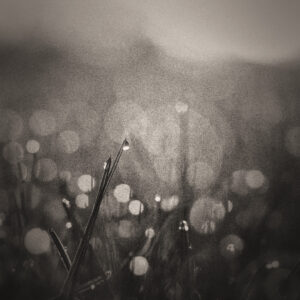 Picture of blades of grass with morning dew. Shot is almost entirely out of focus. Source Pixabay.com.