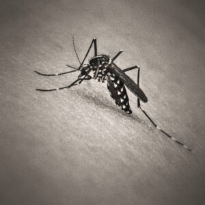 Picture of a mosquito biting into bare skin. Source Pixabay.com.