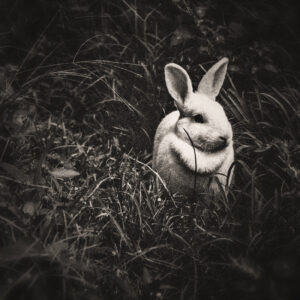 Image of a bunny in a grassy path. Image by Pexels from Pixabay.com.