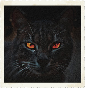 Picture of a cat with glowing eyes. Image by Alem Coksa from Pixabay.