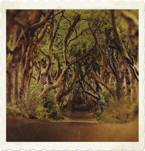 Picture of a lonely road travelling under the cap of gnarly trees, seemingly to a dark centre. Image by Dorothe from Pixabay.