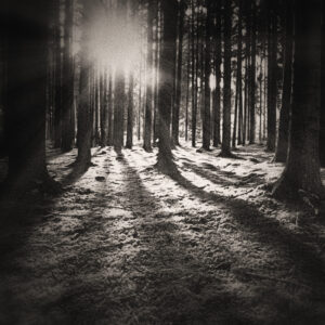 Picture of a forest with a mossy floor, and the sun shining through. Image by jplenio from Pixabay.com.