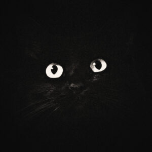 Picture of a cat in the dark with glowing eyes. Source Pixabay.com.