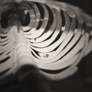 Picture inside the thoracic region of a skeleton. Source Pixabay.com.
