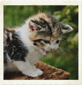 Picture of a calico kitten meowing. Stands on a brown felt surface, and appears to be surrounded by plant life. Image by Viviane M. from Pixabay.