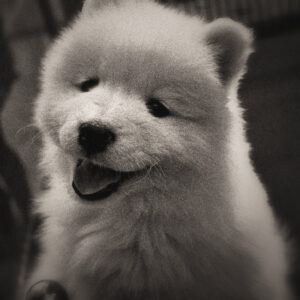 Picture of a white puppy as seen through a window of a pet store. Source Pixabay.com.