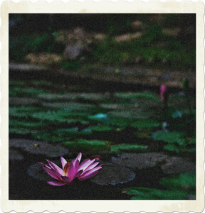 Picture featuring a water lilly and pads. In the bacground it appearts the shore is in rough shape. Image by Aditya Thakur from Pexels.