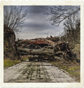 Picture of a mass of trees blocking a road. Looks like they were uprooted due to a storm. Image by Markus Distelrath from Pixabay.