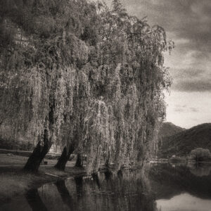 Picture of weeping willows along the shore of a lake. Source Pixabay.com.