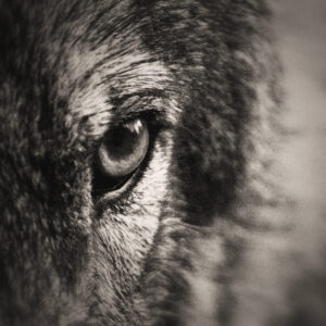 Picture focused on a wolf's head, specifically an eye. Source Pixabay.com.