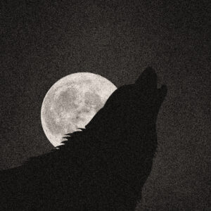 Wolf howling at the moon. Source pixabay.com.