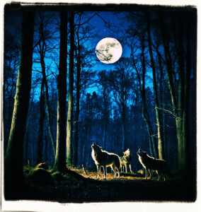 Large wolves howling at the full moon in the dark woods. Background and clothing appropriate to the 16th Century France.